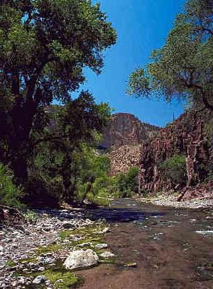 Photo of typical riparian community