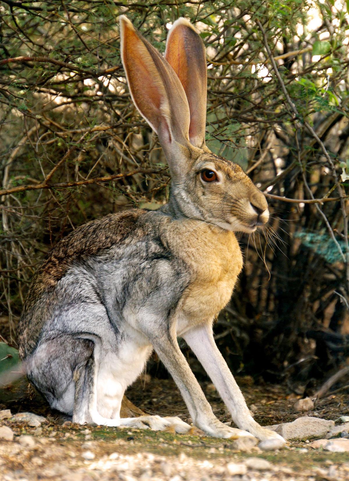 Photo of Black-tailed and Antelope Jackrabbit