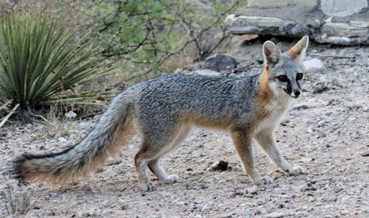 Photo of Gray Fox