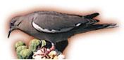 White-winged dove