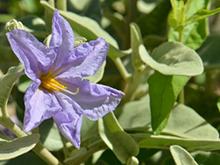 Sonoran Nightshade