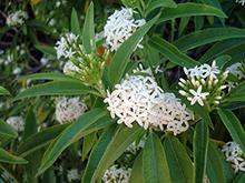 Nacapule Jasmine