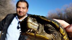 Sonoyta mud turtle