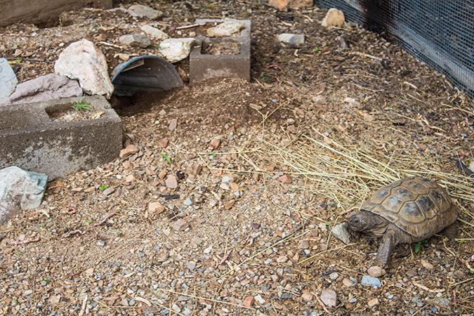 Desert Tortoise in Habitat